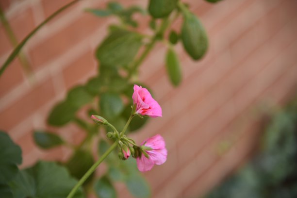 牵牛花图片下载