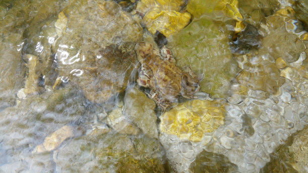 2020年5月6日，意大利泰帕纳:一张静态照片，一只癞蛤蟆在山溪的清澈水中，在岩石和石块之间;阳光灿烂的日子里美丽的大自然;周围没有人图片下载