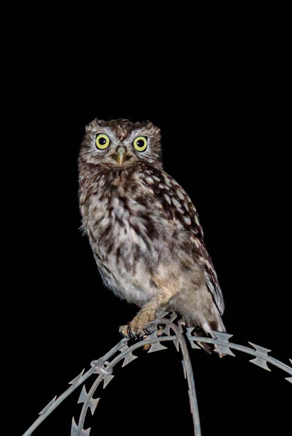 猫头鹰图片下载