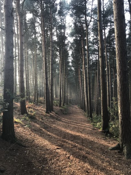 秋天的落图片下载