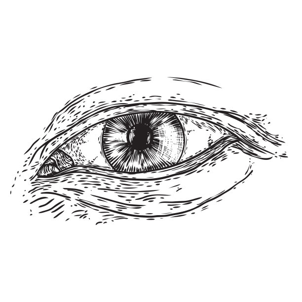手绘的真人眼睛，有眼睑和虹膜。人类的感觉器官。设计元素为女性化妆，光学，水疗或沙龙为各种业务和营销项目。向量。图片下载