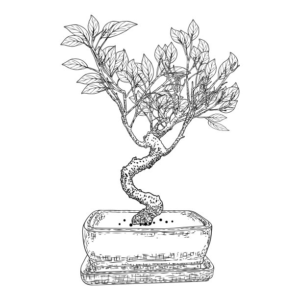 日本盆景树，生长在花盆和容器中。用真实的树作画。以盆景风格装饰小树，爱好。向量。图片下载