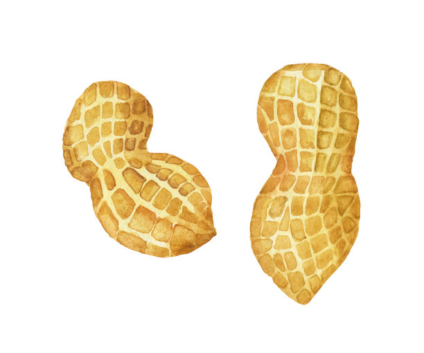 两颗未剥皮的花生被分离在白色背景上。水彩手绘插图。完美的印刷，卡片，设计菜单。图片下载