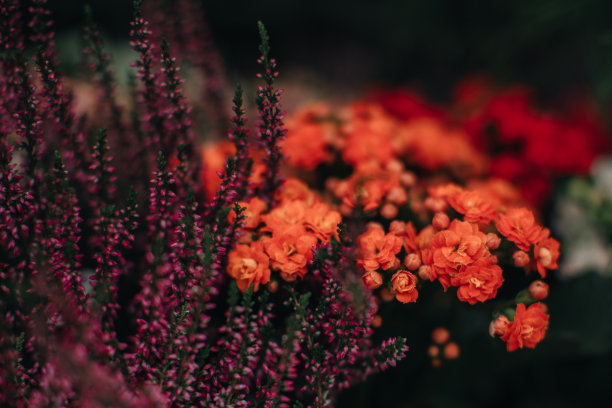 花园里生长着奇异的紫罗兰和橙花。形象适用于农业、香水、化妆品SPA、医疗行业及各种广告素材。图片下载