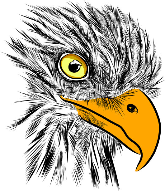 秃头鹰手绘草图图片下载