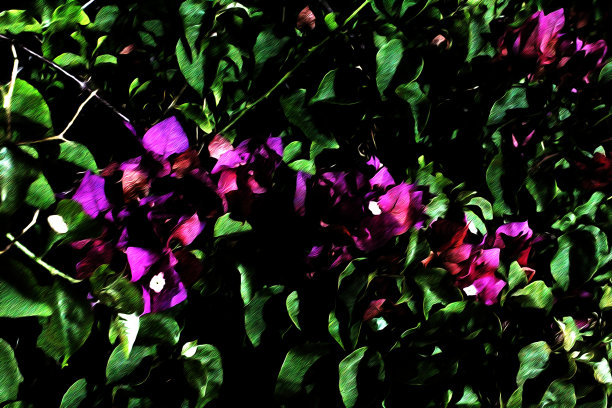 皇家爱图片下载