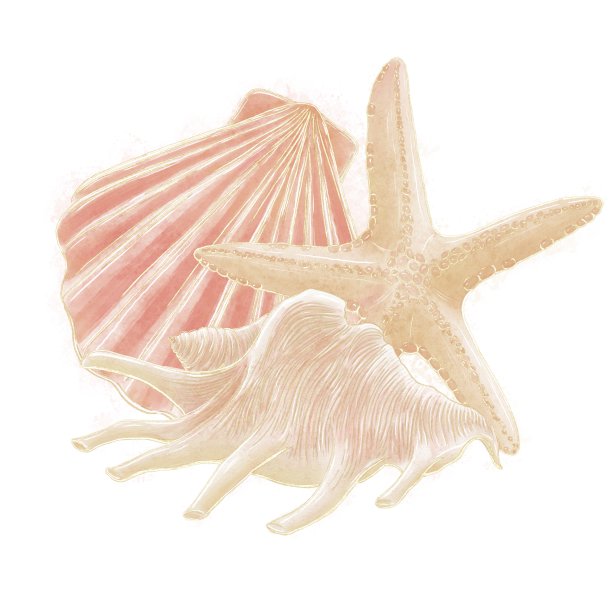 海星和蛤蜊壳在白色背景上的海洋主题插图上的装饰构成是一个孤立的元素图片下载