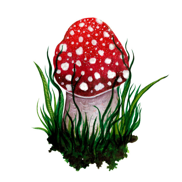 水彩飞木耳在草和土壤。手绘插图孤立在白色背景。有毒的森林蘑菇，帽上有白点，鲜红色。植物秋天草图。图片下载