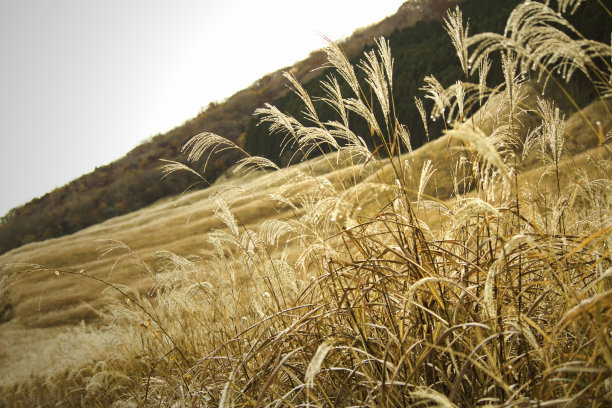 箱根仙谷原的芒草草原图片下载