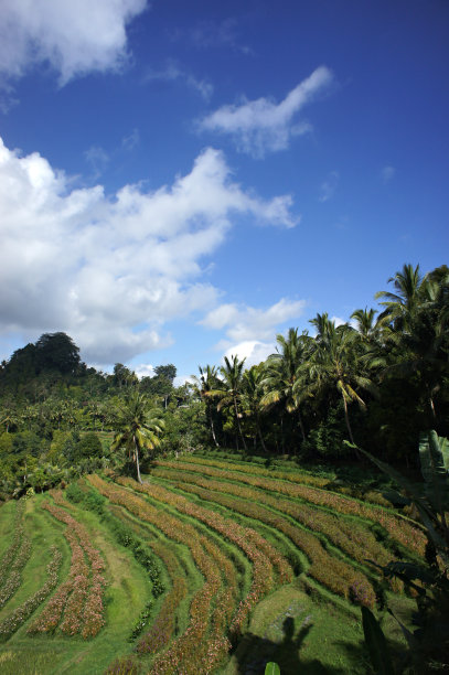 印度尼西亚巴厘岛乌布的梯田和蓝天。图片下载