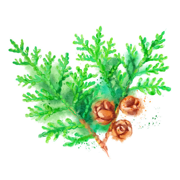 水彩画杉木树枝锥图片下载