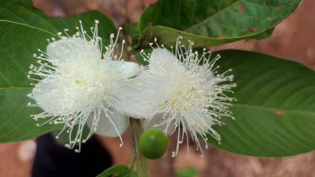 两朵盛开的番石榴花和一朵图片下载