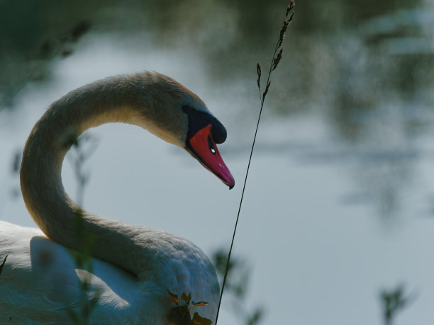 选择性聚焦的一个成年白天鹅在湖岸上对一个模糊的背景图片下载