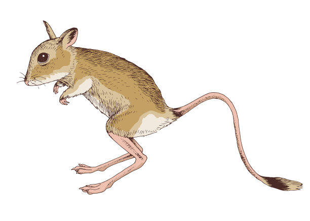 手绘埃及跳鼠图片下载