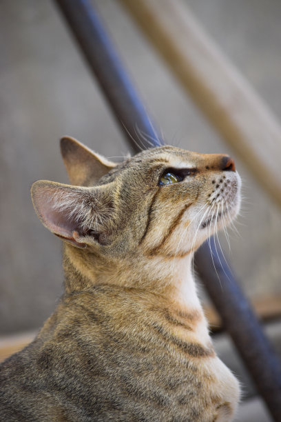 水平照片的年轻的成年猫。棕色毛皮躺在外面休息，小猫前面的可爱美丽的宠物睡觉。动物户外自然背景壁纸照片图片下载