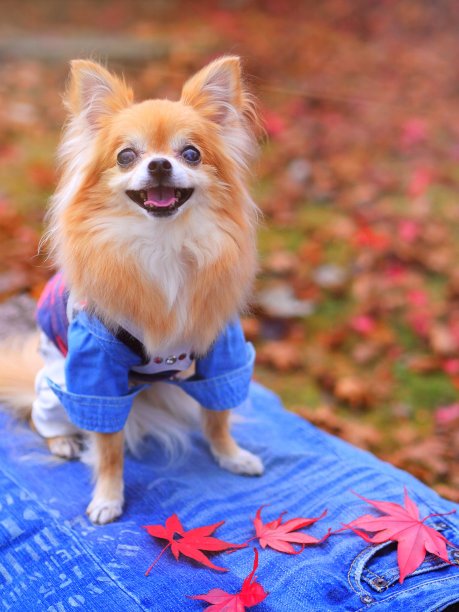 秋天的颜色，狗，吉娃娃图片下载