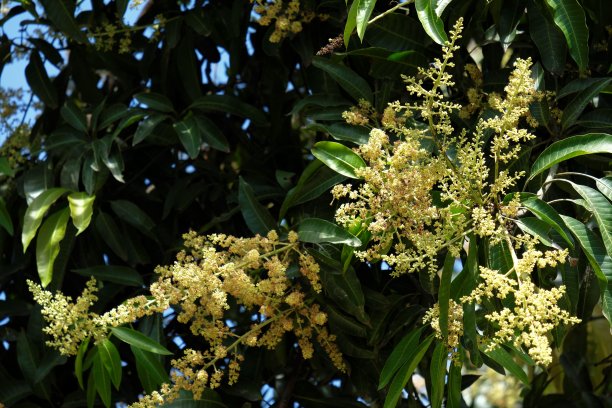 芒果树上未成熟的果实图片下载