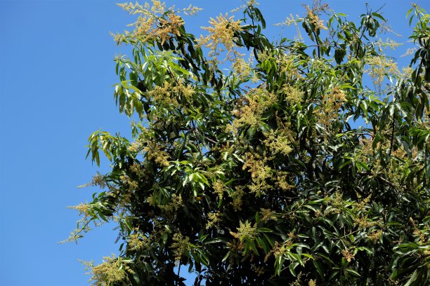 芒果树上未成熟的果实图片下载