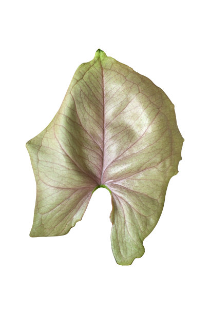 粉红色的黑桫椤叶子，粉红色的箭头形叶子，在白色背景上孤立的箭头状常春藤，具修剪路径图片下载