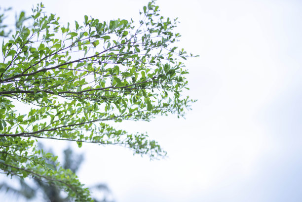 绿叶画框配蓝天白云背景，可作壁纸图片下载