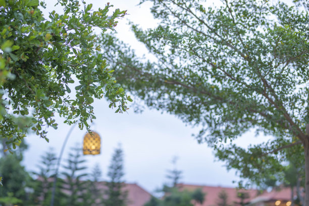 绿叶画框配蓝天白云背景，可作壁纸图片下载