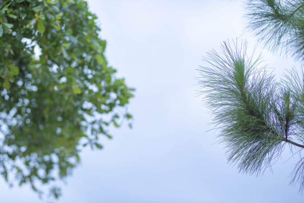 绿叶画框配蓝天白云背景，可作壁纸图片下载