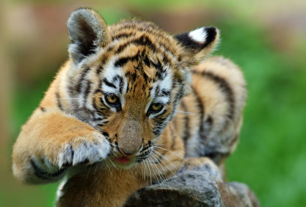 老虎幼崽图片下载