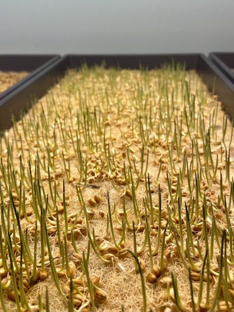 麦草微绿开始发芽。图片下载