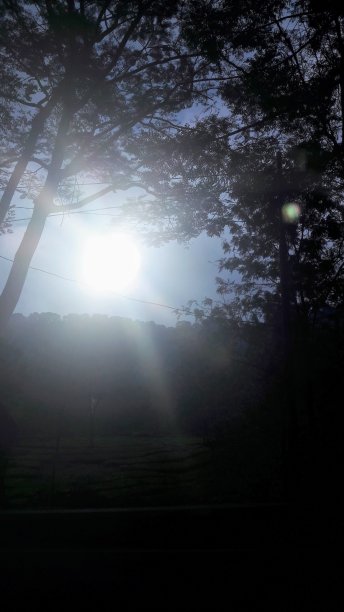 阳光透过树叶和树木照耀着图片下载