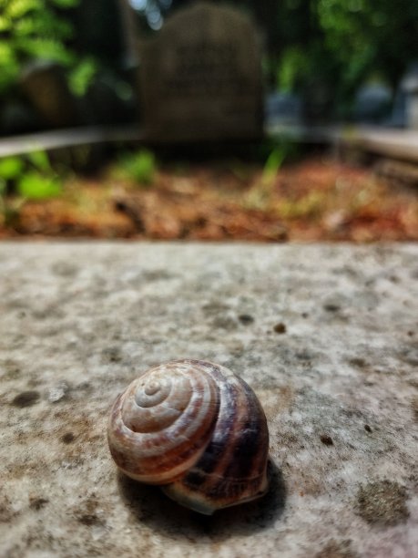 坟墓里的蜗牛图片下载
