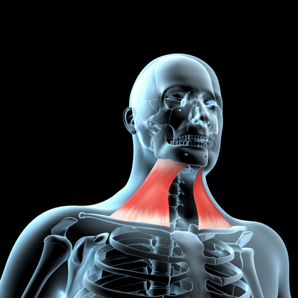 颈阔肌解剖位置在x光体上的三维插图图片下载