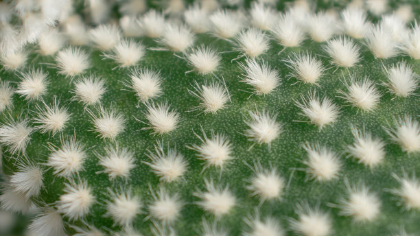 绿色，红色和黄色的仙人掌背景图片下载