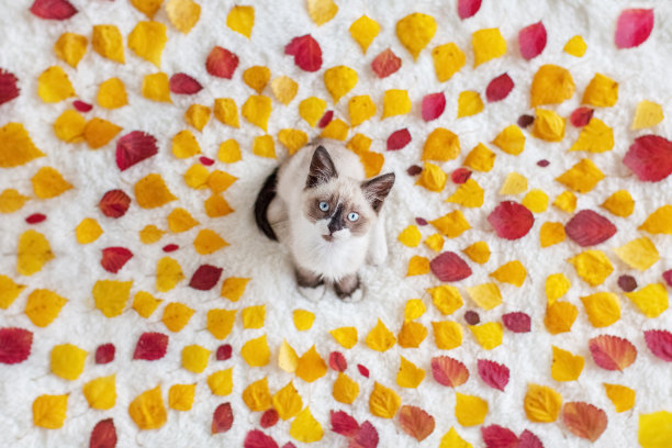 秋叶里的小猫图片下载