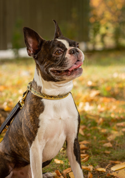 外面有一只波士顿小猎犬。狗在美丽的红色和黄色的公园秋天图片下载