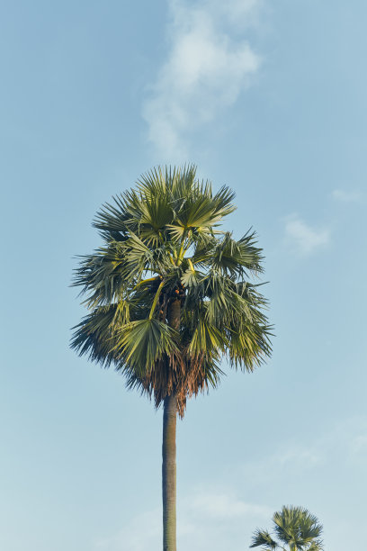 一棵孤零零的棕榈树图片下载