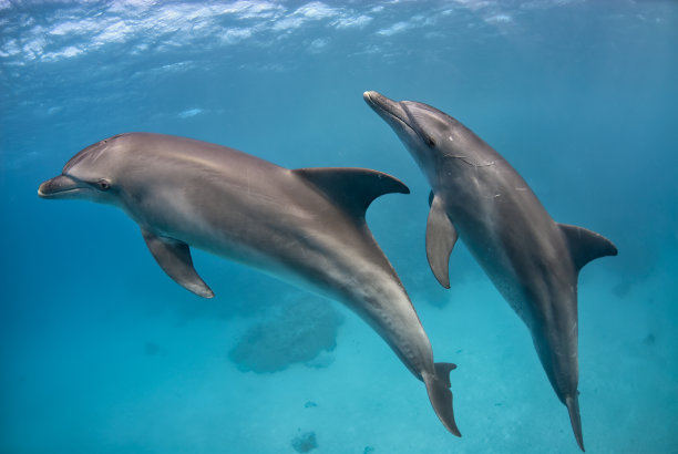 海豚游泳undertwater图片下载