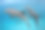 海豚游泳undertwater图片下载