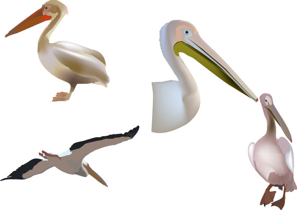 系列图片鹈鹕鸟系列图片图片下载