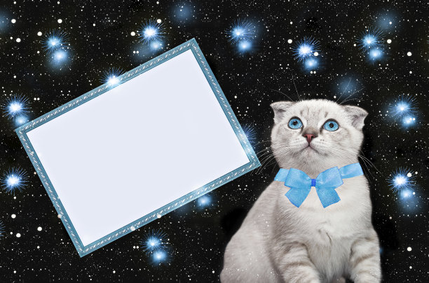 冬季假期的明信片，带有文字框和黑色背景上的小猫图片下载