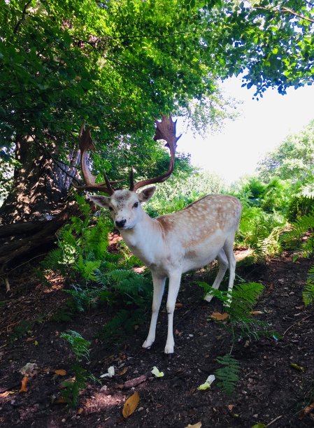 鹿图片下载