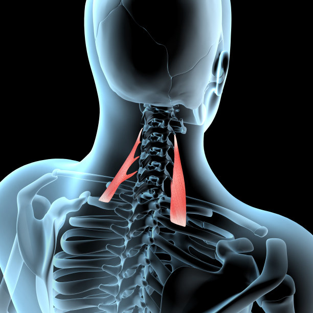 x光体上后斜角肌解剖位置的三维图解图片下载