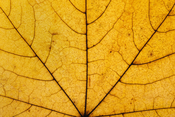 秋天树叶的微距照片。黄色和金色的枫叶纹理接近。图片下载