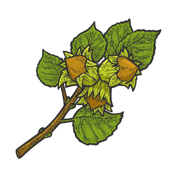 榛果素描图片下载