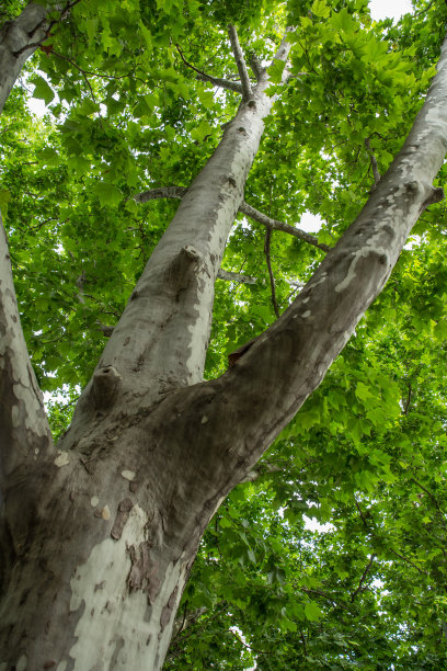 梧桐树在公园的树干上与树冠紧密相连图片下载