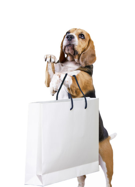 有趣的小猎犬兴奋地去购物图片下载