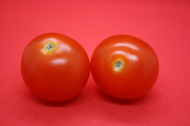 小的圣女果孤立在红色背景上。图片下载