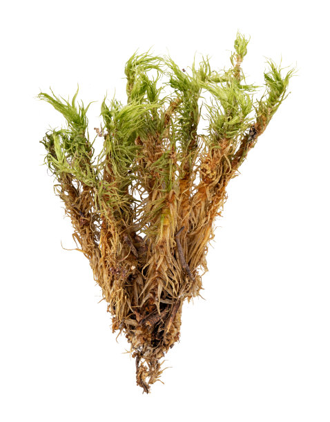 白色背景上的绿色苔藓图片下载