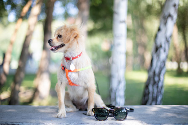 有趣的狗在微笑图片下载