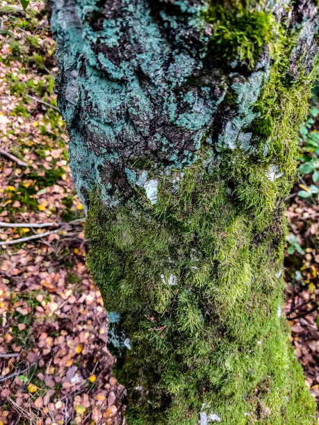 长满草和苔藓的桦树树干图片下载