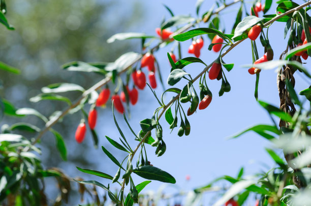 阳光花园中的枸杞果实和植物图片下载